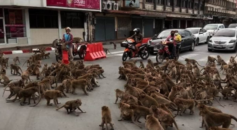 Viral Video: Rival Monkey Gangs Fight on The Street Over Food, Bring Traffic To a Halt | Watch